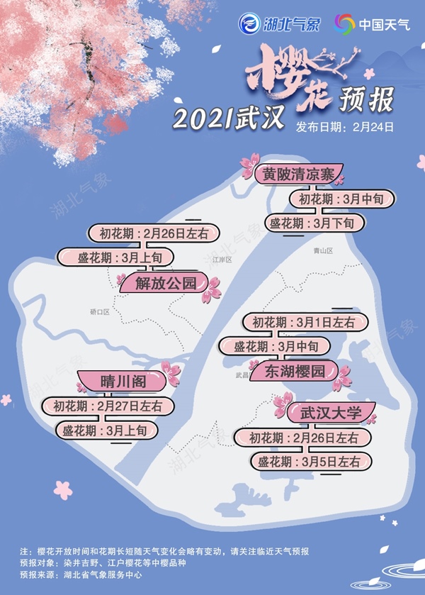                     2021年武汉樱花预报出炉 今年提前绽放花期偏长                    1