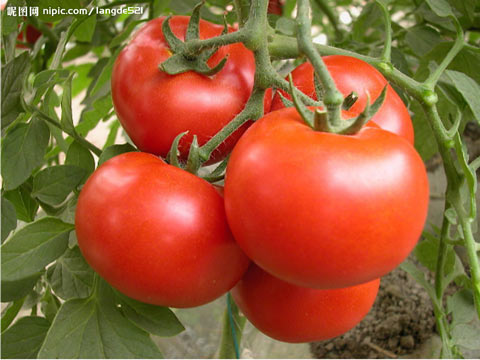 西红柿（图片来源于昵图网）