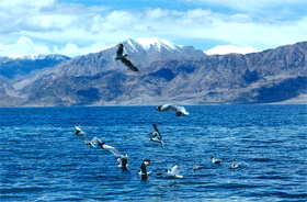 西藏阿里班公湖