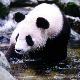 汉中佛坪大熊猫保护区旅游天气