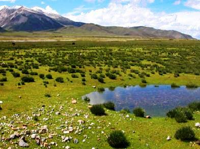 西藏羌塘草原