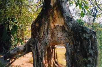 西双版纳勐养象形树