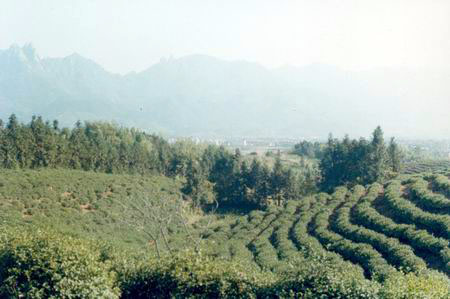 合肥安徽天方茶业